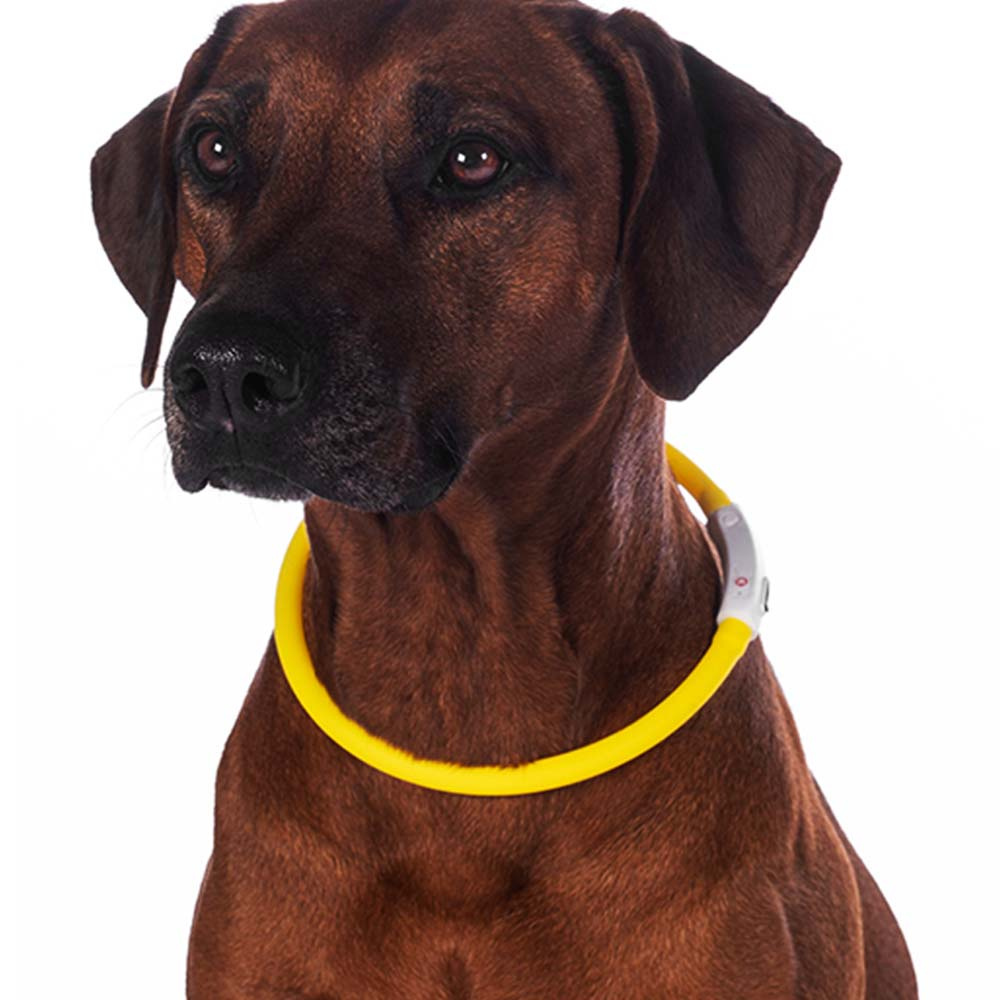 Hundehalsbånd LED Lights Gul