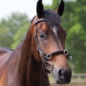 Kapsun Leather Brun Kapsun Leather Brun