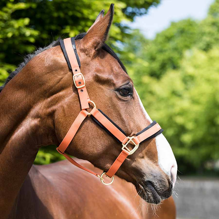 Grime Werano Oransje