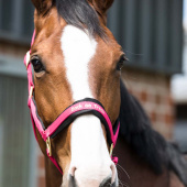 Grime Werano Rosa Grime Werano Rosa