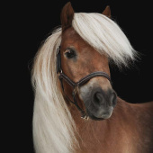 Føllgrime i lær Basic Mørkebrun Føllgrime i lær Basic Mørkebrun