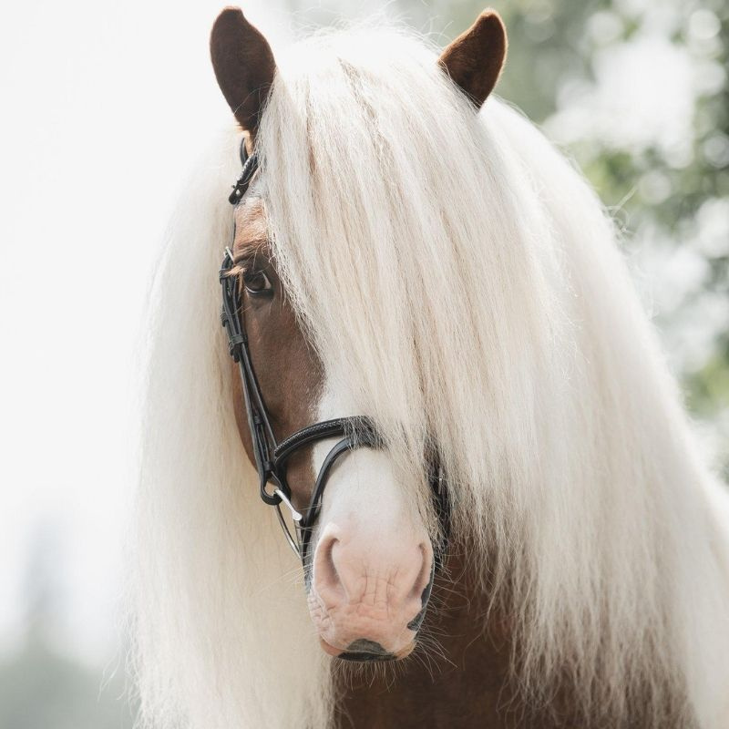 Neserem Islandic Braid Supreme Svart