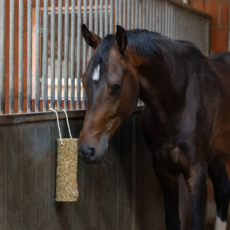 Hesteleke Nibbler Stick Metabolism