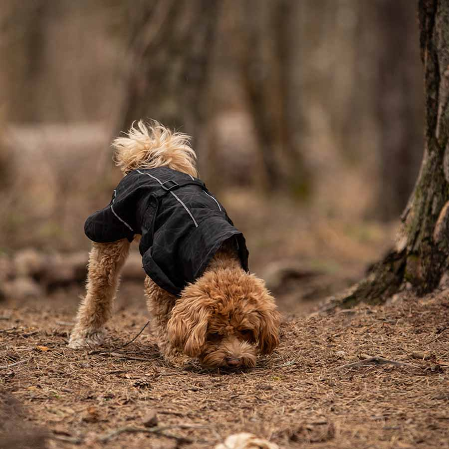 Regndekken Hund Bay High Tail Svart