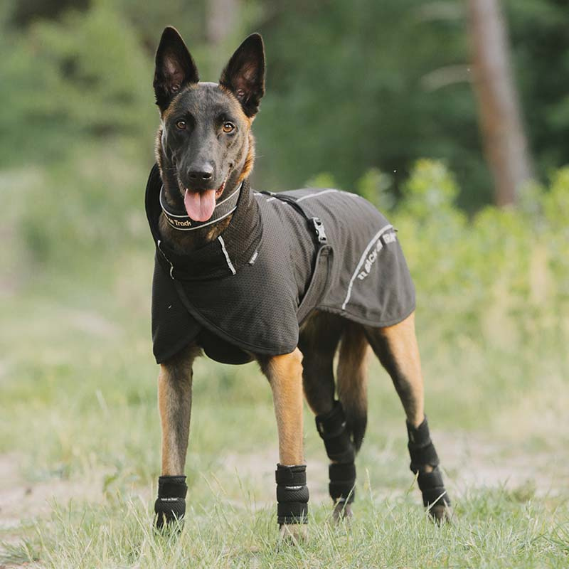 Nettingdekken Hund Bay Low Tail Svart