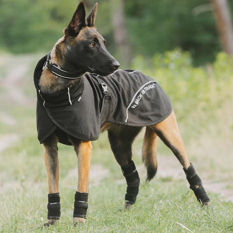 Nettingdekken Hund Bay Low Tail Svart