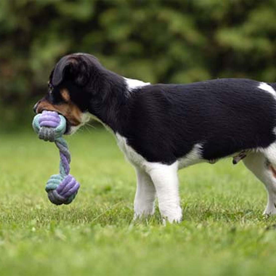 Hundeleke Junior Tauapport Grå/Turkis/Lilla