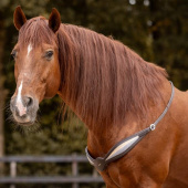 Halsring Lær Whisper NH Brun Halsring Lær Whisper NH Brun
