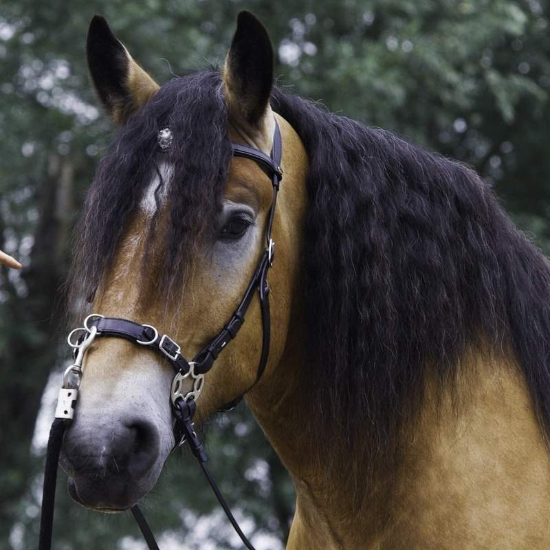 Bittløst Hodelag Caval Cavemore Svart
