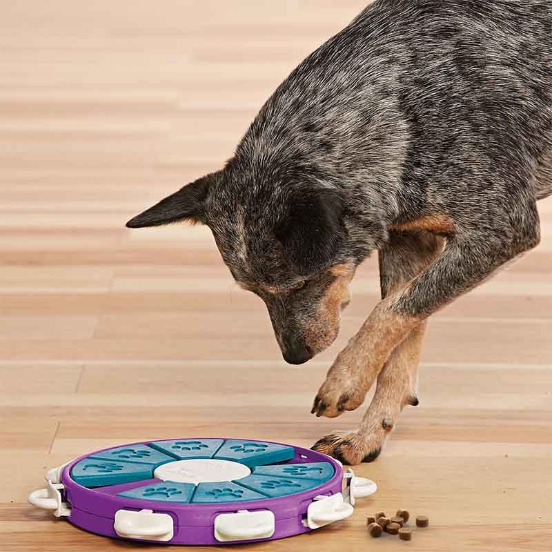 Aktivitetsleke Dog Twister Nivå 3 Lilla/Turkis/Hvit