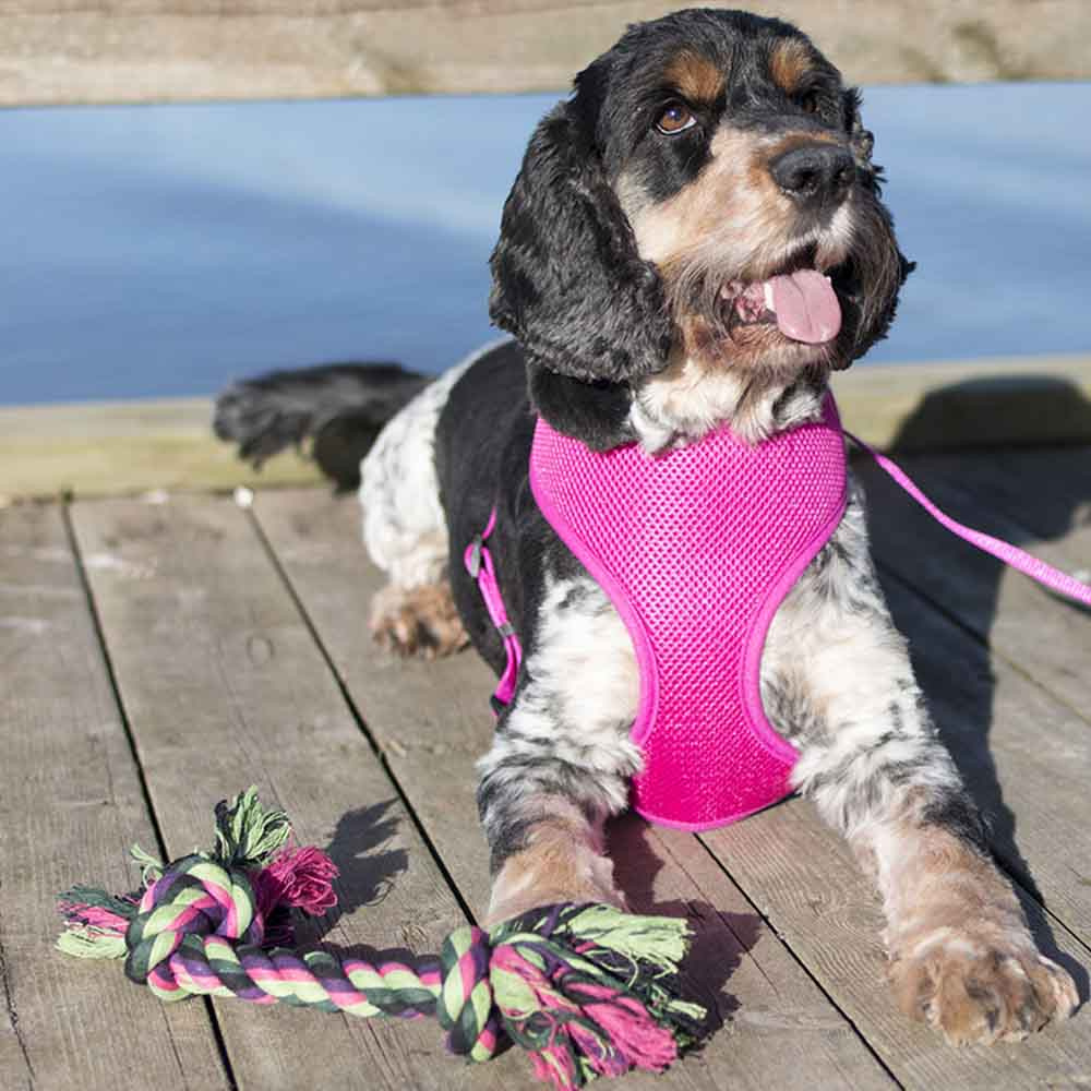 Hundleke Vixen Rep Knuter Grønn/Svart/Rosa