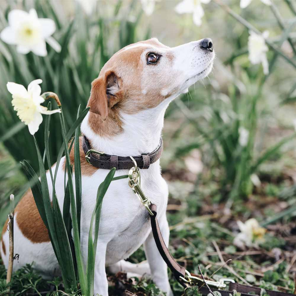 Hundehalsbånd Velvet Leather Brun