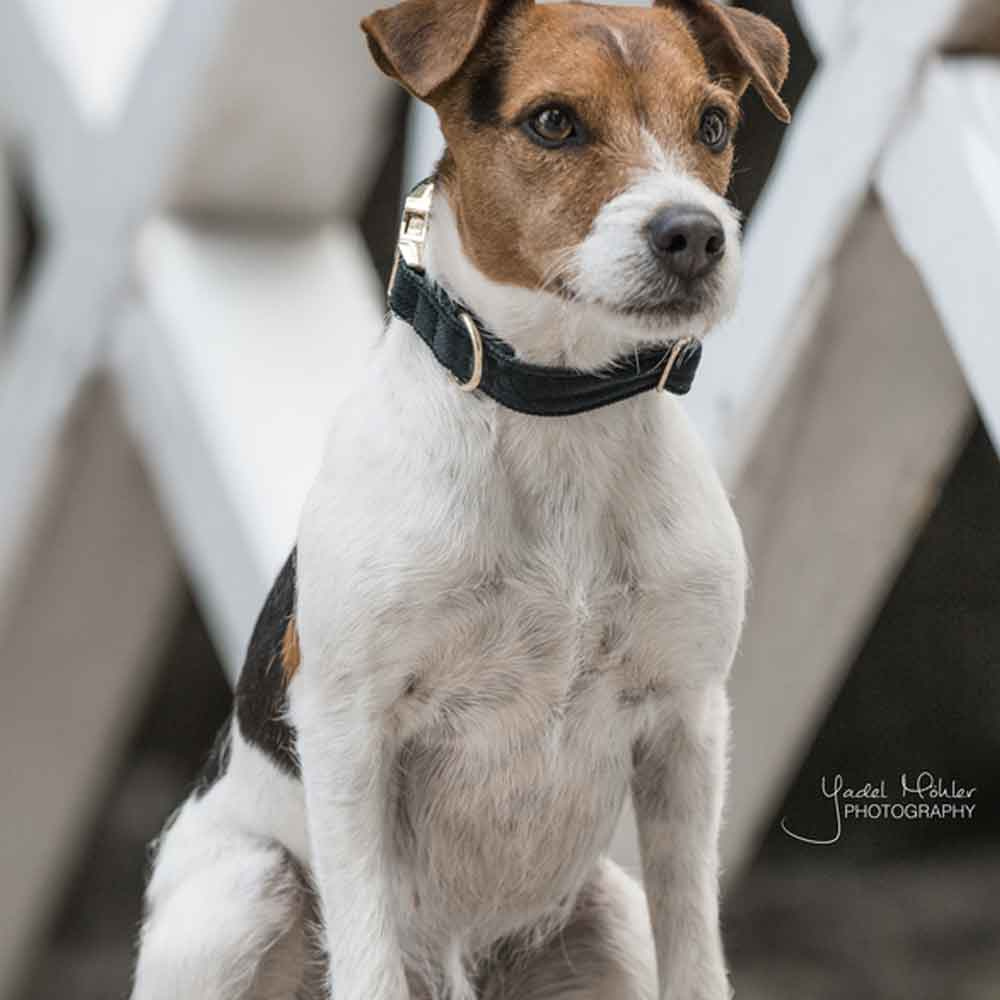 Hundehalsbånd Corduroy Grønn