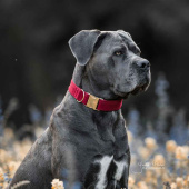 Hundehalsbånd Corduroy Rød Hundehalsbånd Corduroy Rød