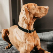 Hundehalsbånd Corduroy Svart Hundehalsbånd Corduroy Svart