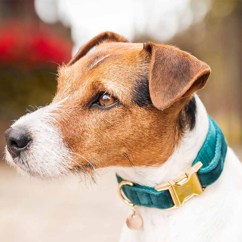 Hundehalsbånd Velvet Smaragdgrønn