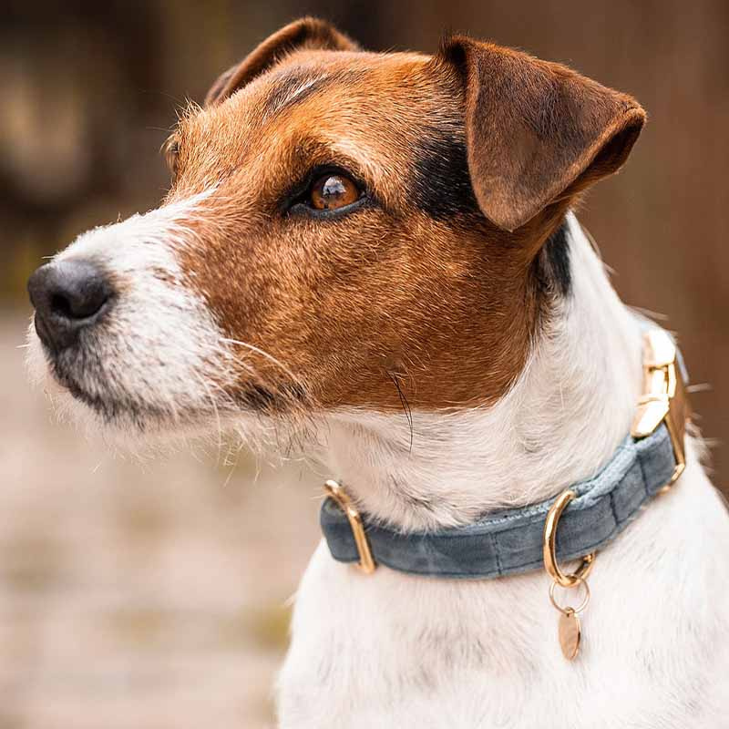 Hundehalsbånd Velvet Lyseblå