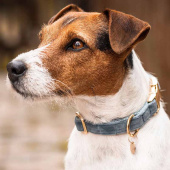 Hundehalsbånd Velvet Lyseblå Hundehalsbånd Velvet Lyseblå