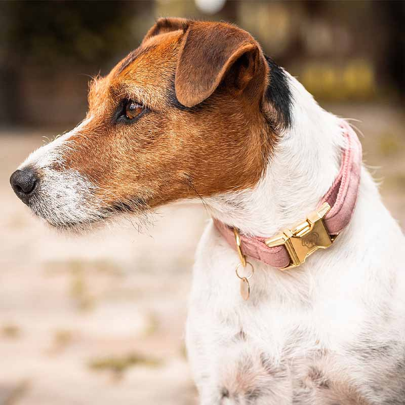 Hundehalsbånd Velvet Gammelrosa