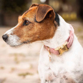 Hundehalsbånd Velvet Gammelrosa Hundehalsbånd Velvet Gammelrosa