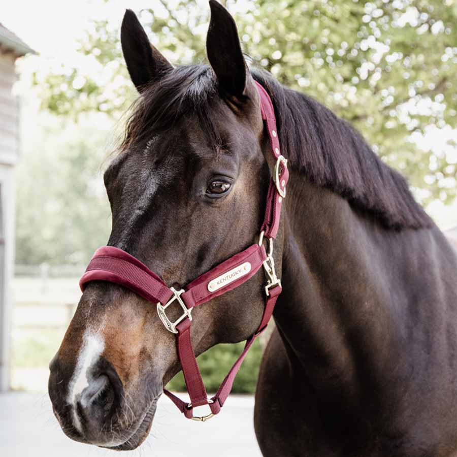 Grime Velvet Vinrød