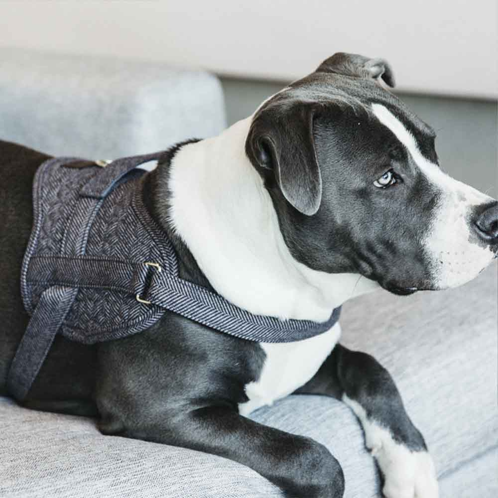 Hundesele Wool Grå