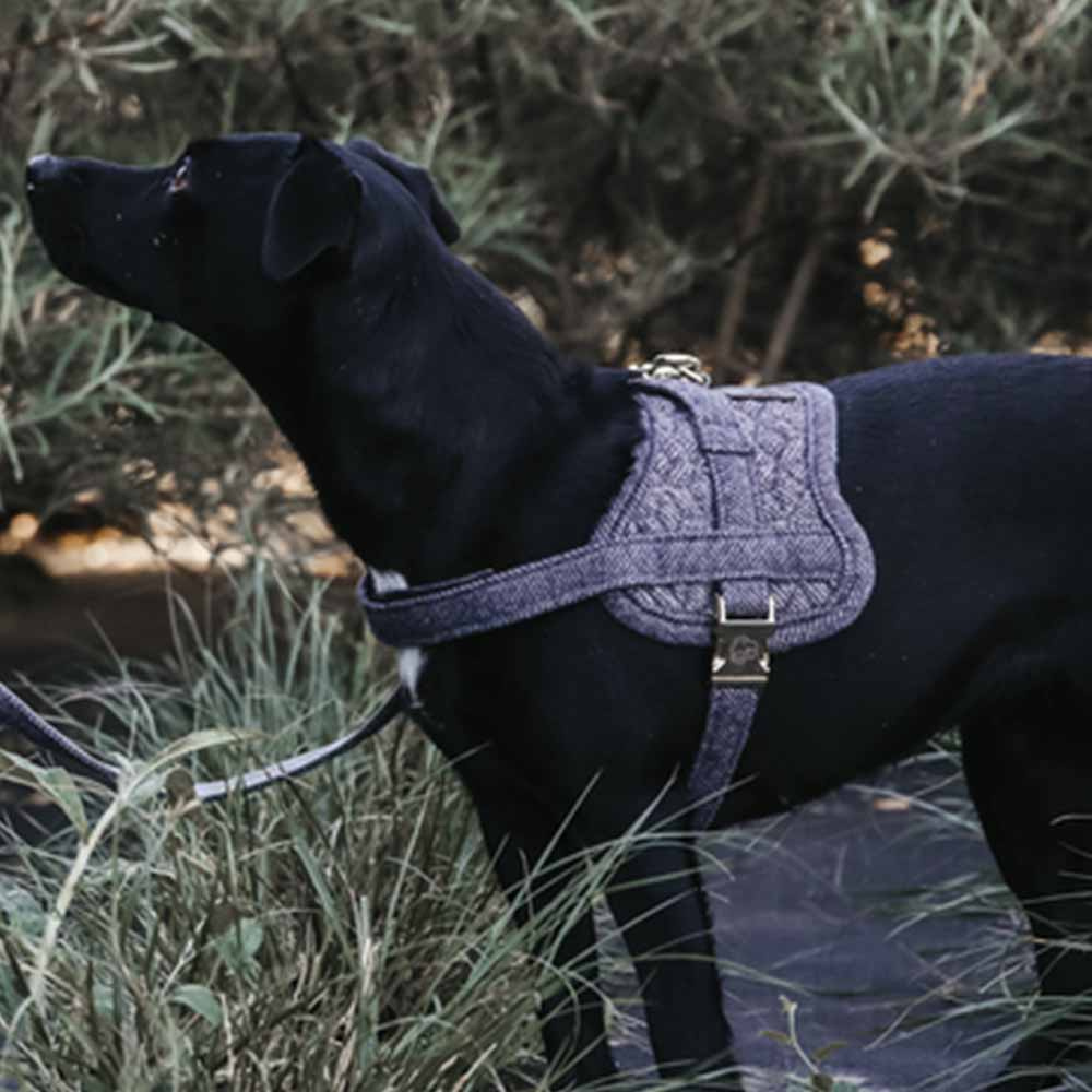 Hundesele Wool Grå