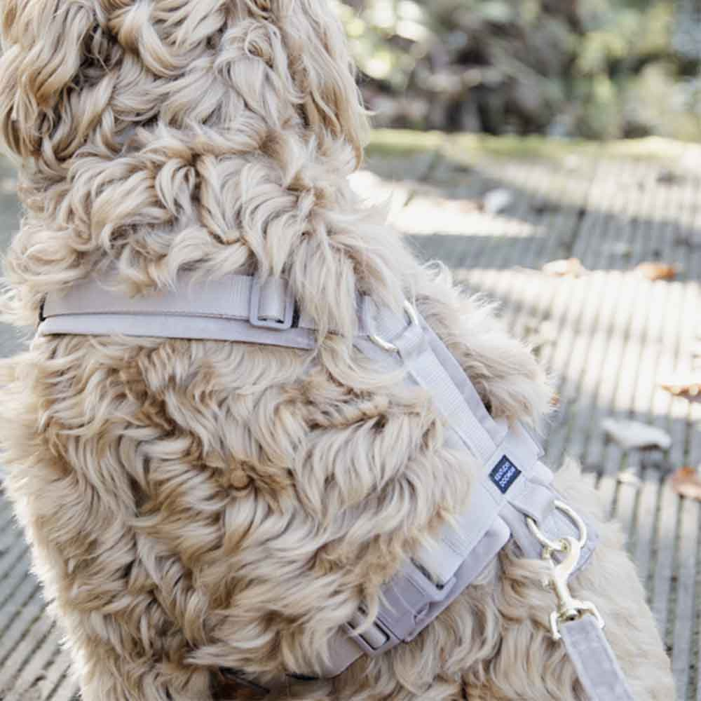 Hundesele Active Velvet Beige