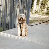 Hundesele Active Velvet Svart Hundesele Active Velvet Svart