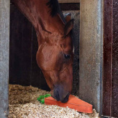 Hesteleke Carrot XL semsket skinn ECO Orange Hesteleke Carrot XL semsket skinn ECO Orange