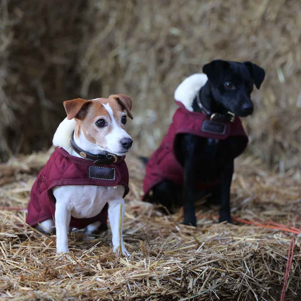 Hundedekken Original Bordeaux