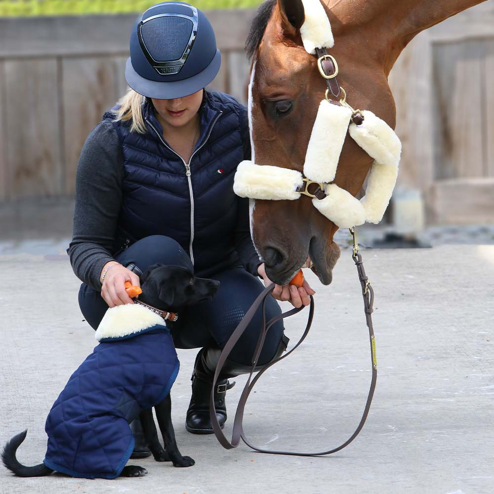 Hundedekken Original Marineblå
