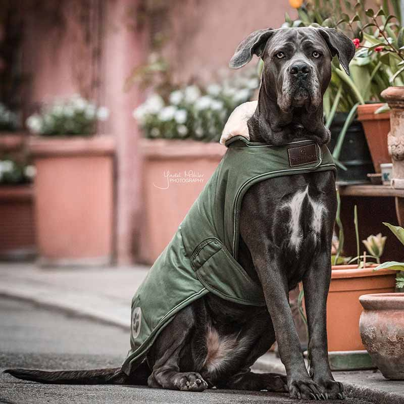 Hundedekken Waterproof 300g Olivgrønn