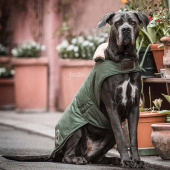 Hundedekken Waterproof 300g Olivgrønn Hundedekken Waterproof 300g Olivgrønn