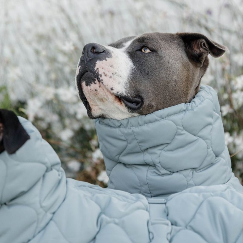 Hundedekken Winter Pina 160g Blå
