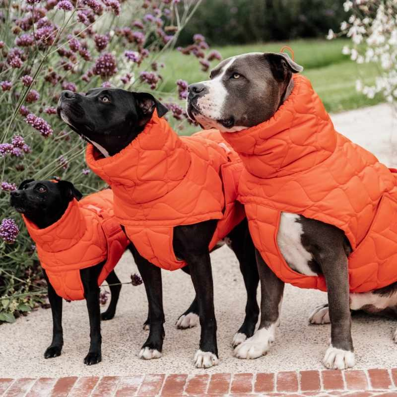 Hundedekken Winter Pina 160g Oransje
