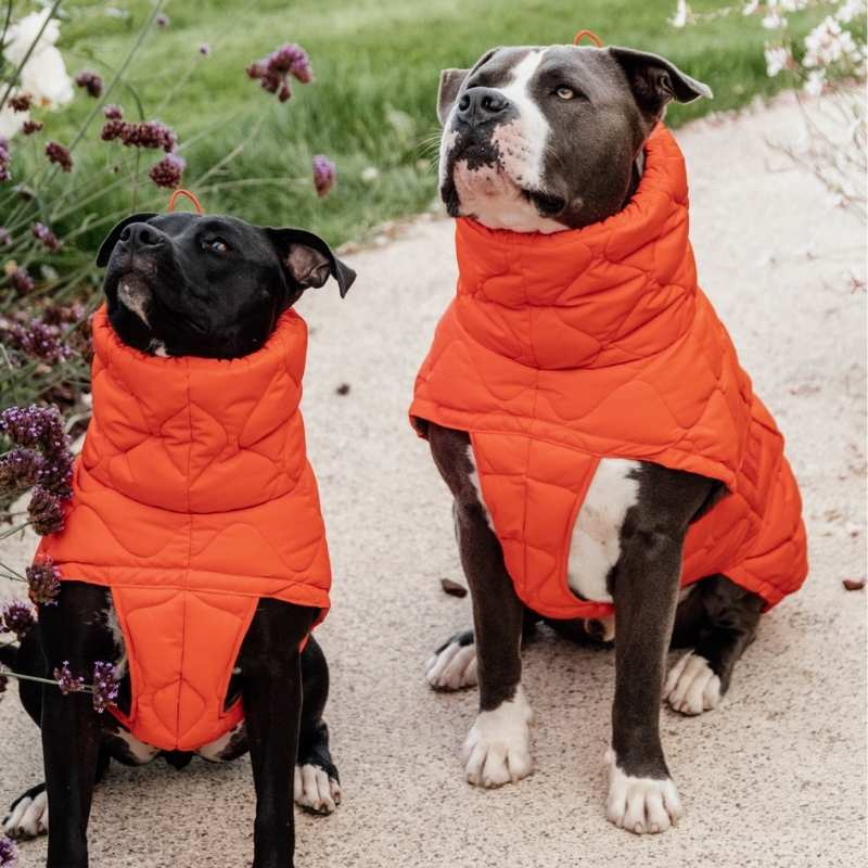 Hundedekken Winter Pina 160g Oransje