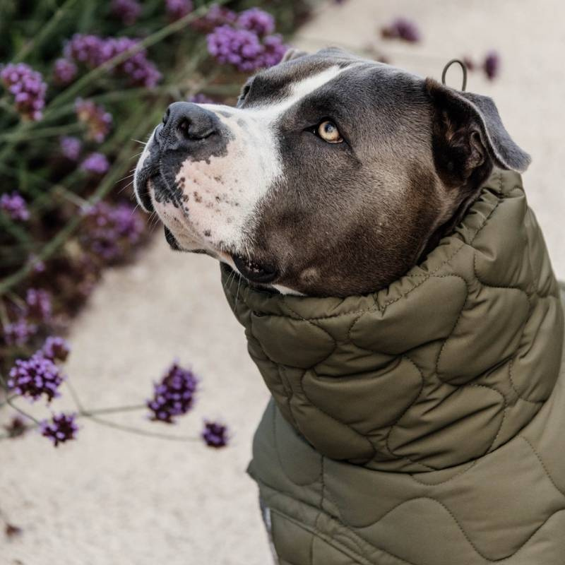 Hundedekken Winter Pina 160g Grønn