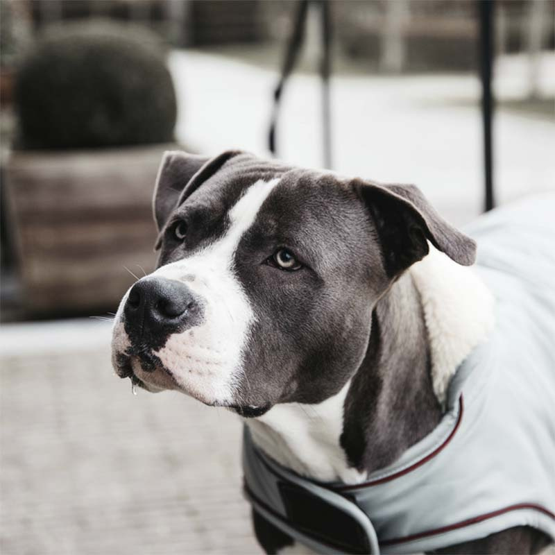 Hundedekken Waterproof 160g Blå