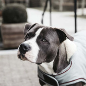 Hundedekken Waterproof 160g Blå Hundedekken Waterproof 160g Blå