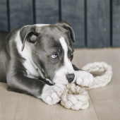 Hundeleke Cotton Rope Beige Hundeleke Cotton Rope Beige