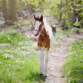 Føllgrime HS Ufôret Rosa