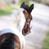 Føllgrime HS Ufôret Rosa Føllgrime HS Ufôret Rosa