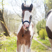 Føllgrime HS Ufôret Blå Føllgrime HS Ufôret Blå