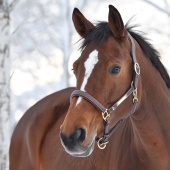 Lærgrime E-Logo Brun/Messing Lærgrime E-Logo Brun/Messing