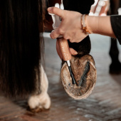 Hovsalve Equi Hoof Zinc Paste 60ml Hovsalve Equi Hoof Zinc Paste 60ml