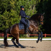 Bandasjer ES Midnight Blue Bandasjer ES Midnight Blue