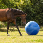 Hestefotball Blå Hestefotball Blå