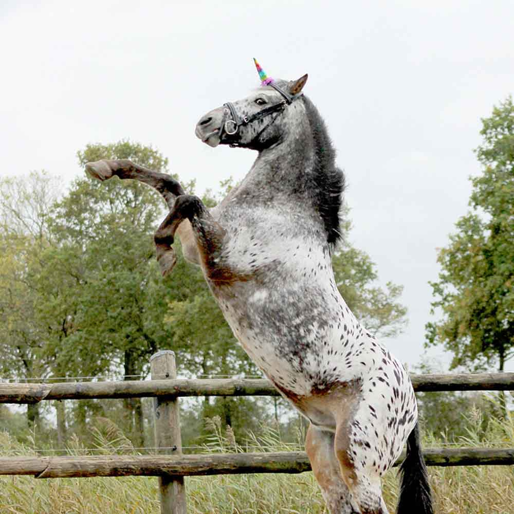 Enhjørningshorn Rainbow