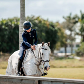 Flueridedekken Amigo Flyrider Sølv/Grå Flueridedekken Amigo Flyrider Sølv/Grå